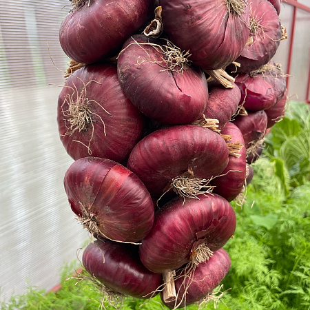 Фото Лук репчатый Ялтинский