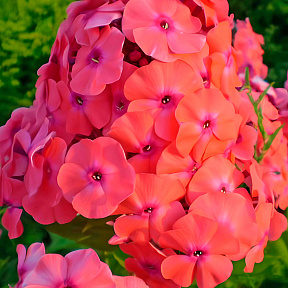 Флокс метельчатый Адесса Ориндж