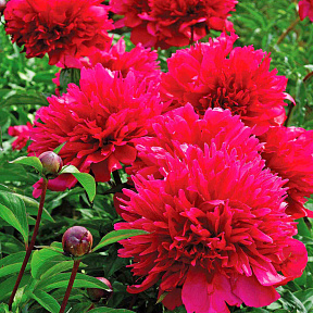 Пион Мэни Хеппи Ретёнз