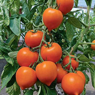 Помидор Нью оранж