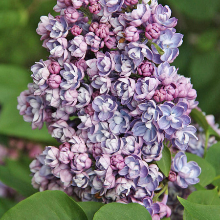 Фото Сирень обыкновенная Ами Шотт