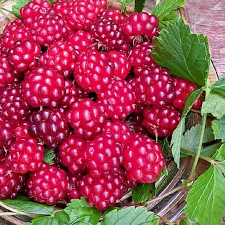 Фото Княженика Элпе