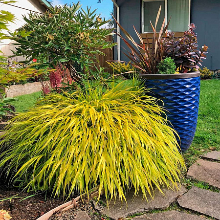 Фото Хаконехлоа большая Олл Голд