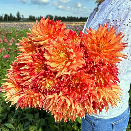 Фото Георгин кактусовый Файрд Ап