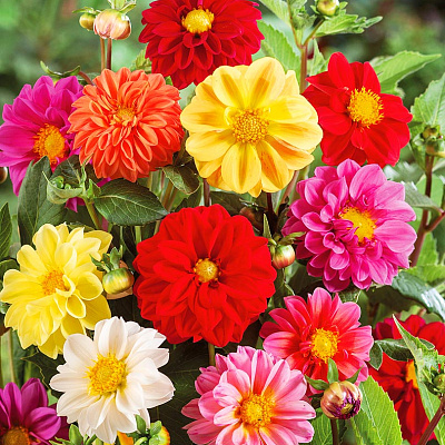 Георгин Мери Яркий набор