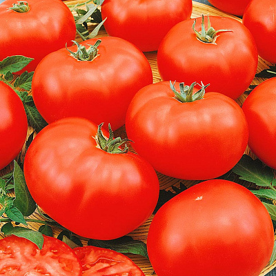 Помидор Декабрист F1