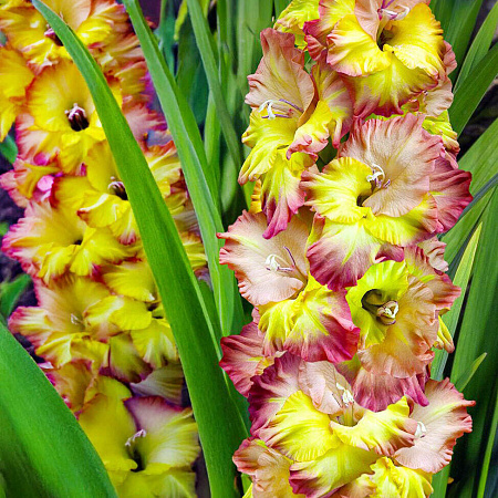 Фото Гладиолус Конка Верде