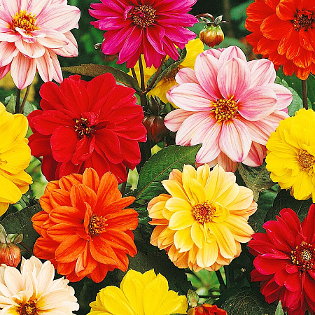 Фото Георгин Гиганты набор 0,15гр