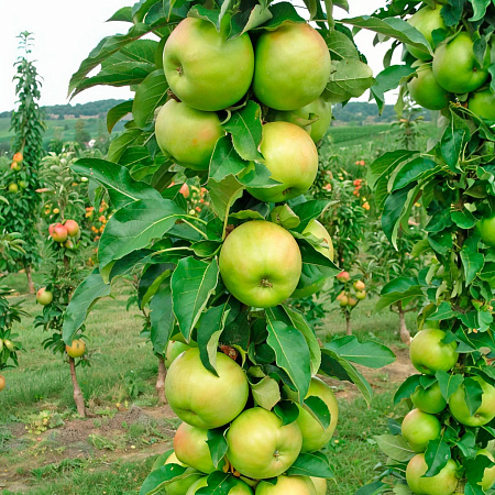 Фото Яблоня колонновидная Лукомор