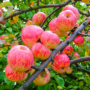 Яблоня Мелба