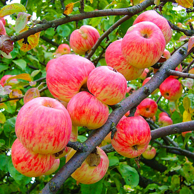 Яблоня Мелба