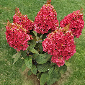 Гортензия метельчатая Кендллайт