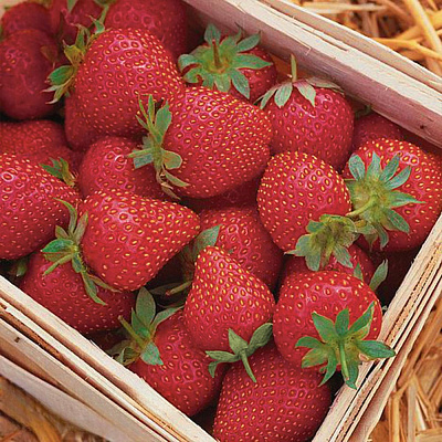 Земляника садовая Симфония