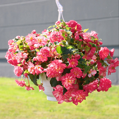 Фото Бегония супермахровая Нон-стоп Джой Роуз Пикоти