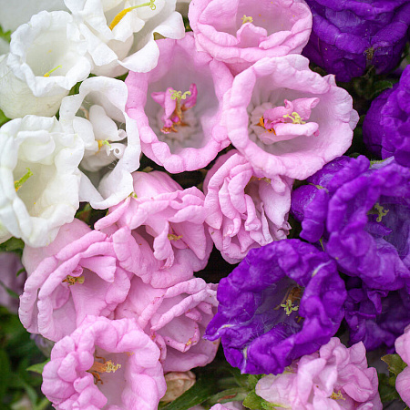 Фото Колокольчик средний Махровый Цветной набор