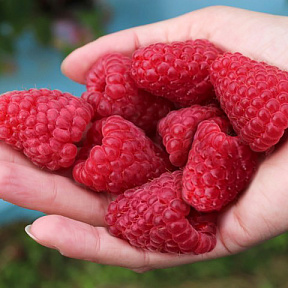 Малина ремонтантная Похвалинка