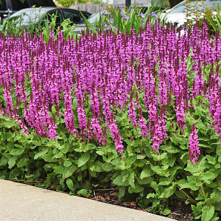 Фото Шалфей дубравный Роуз квин