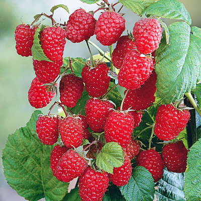 Малина ремонтантная Атлант