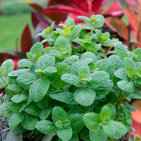 Фото Мята яблочная