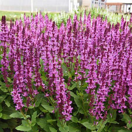 Фото Шалфей дубравный Роуз квин