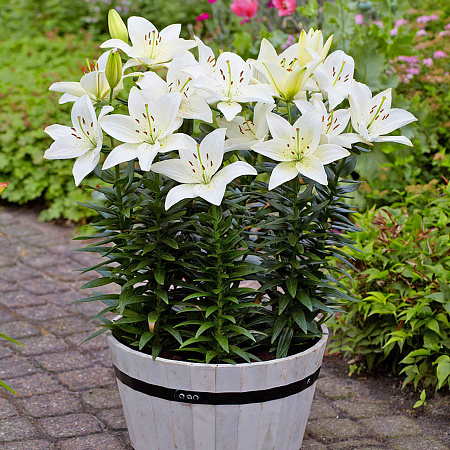 Фото Лилия азиатская горшечная Инувик