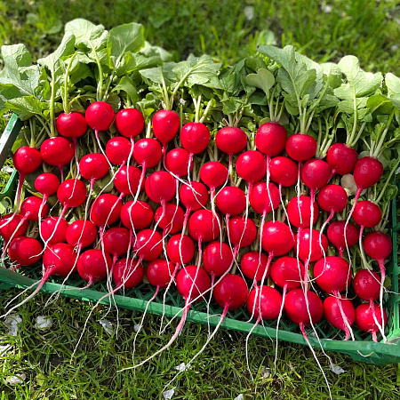 Фото Редис Сахарна головушка F1