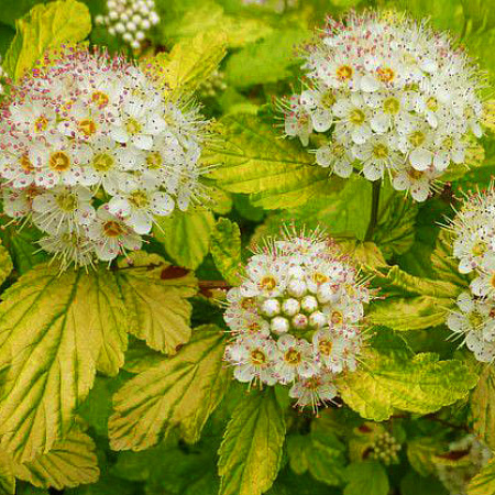 Фото Пузыреплодник Дартс Голд
