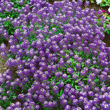 Фото Лобулярия Фиолетовый король