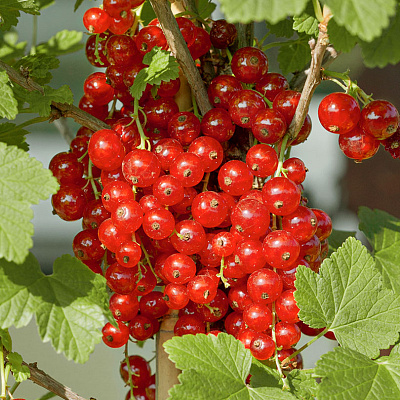Смородина Лучезарная