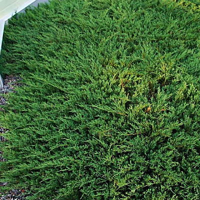 Можжевельник горизонтальный Андорра Компакт