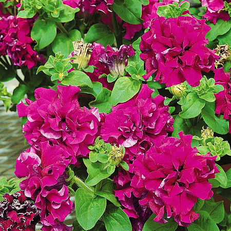 Фото Петуния Дуо Бургунди