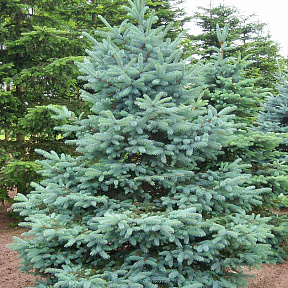 Ель голубая Глаука