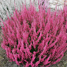 Вереск обыкновенный Афродита