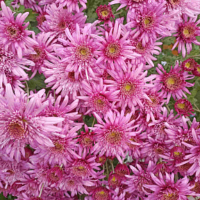 Хризантема корейская Анна Ярославна