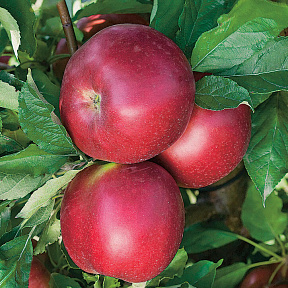 Яблоня колонновидная Васюган
