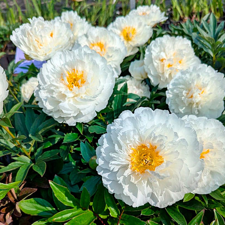 Фото Пион травянистый Фринджед Айвори