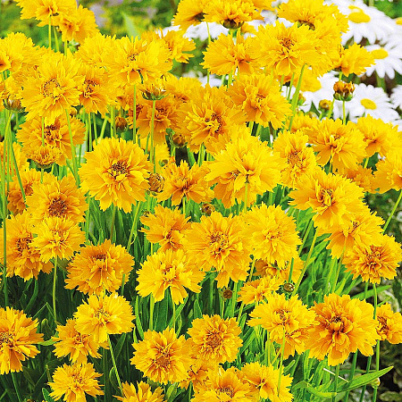 Фото Кореопсис Золотой шар