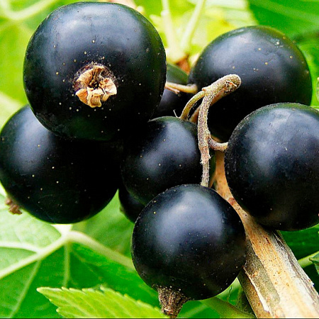 Фото Смородина черная Соловьиная ночь