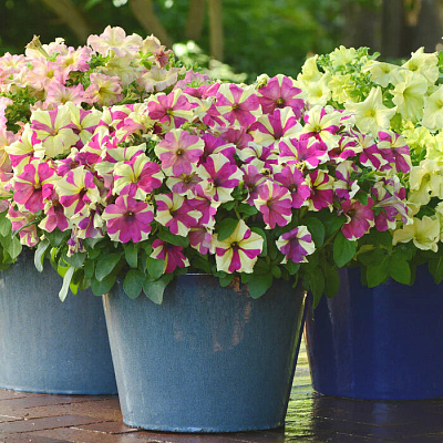 Петуния Софистика Лайм биколор