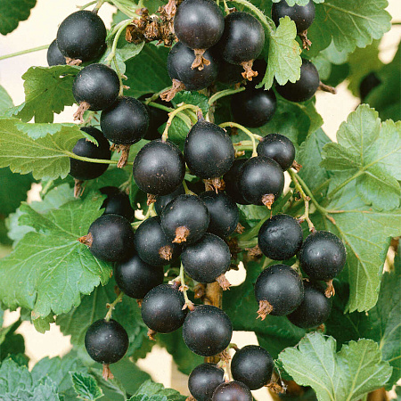 Фото Смородина Валовая