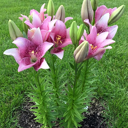 Фото Лилия ЛА-гибрид Свит Шугар