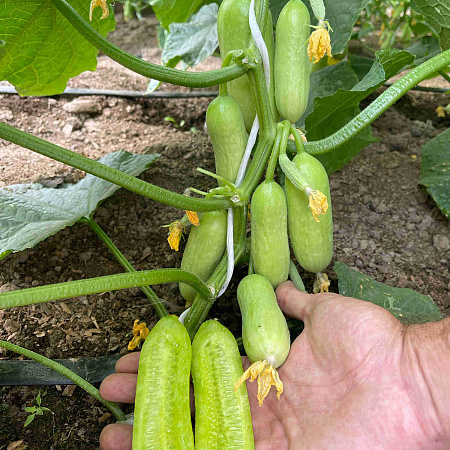 Фото Огурец Квинтон F1