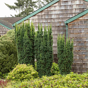 Тис средний Хикси