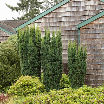 Тис средний Хикси