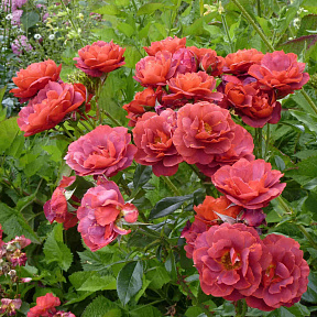 Роза флорибунда Хот Чоколейт