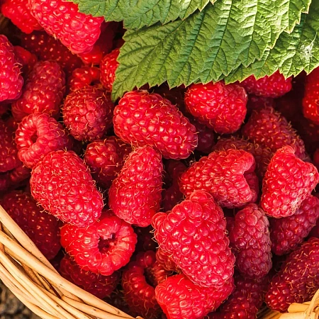 Фото Малина ремонтантная комплект №1 (Бристоль, Делнива, Шапка Мономаха)