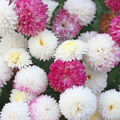 Хризантема корейская Умка
