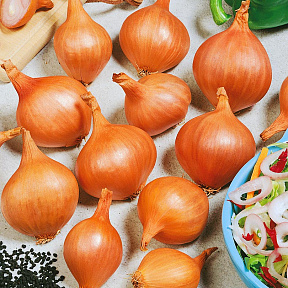 Лук семейный (шалот) Рыжик