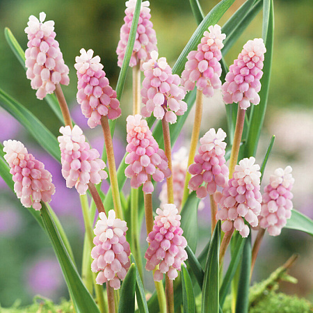 Фото Мускари Пинк санрайз