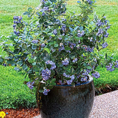 Фото Голубика Топ Хэт